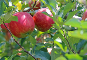 Two red apples on the branch of an apple tree.