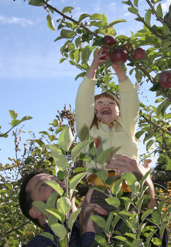 Apples are kids' favorite fruit. Read all about apples to find out why.